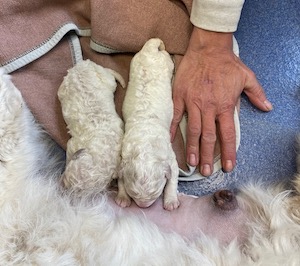 Kuvasz Welpen Ariane und Apollo von Neuzenbrunnen