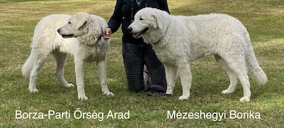 Deckmeldung Kuvasz Mézeshegyi Borika and Borza-Parti Örség Arad