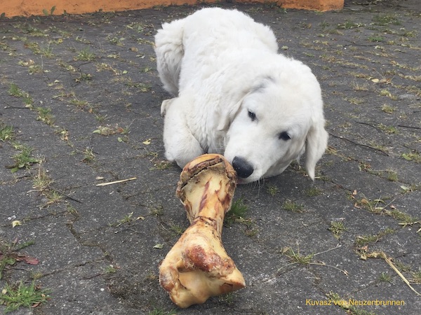 Junger Kuvasz mit Knochen