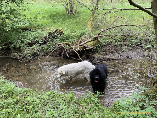 Kuvasz und Neufundländer im Bach