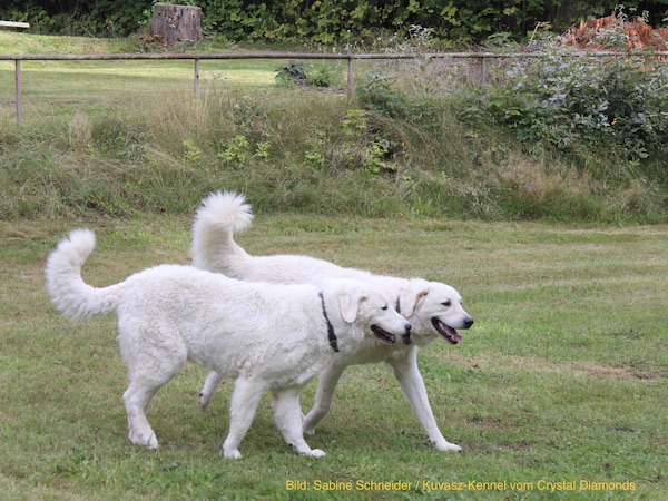 Kuvasz Rüde und Hundin zusammen