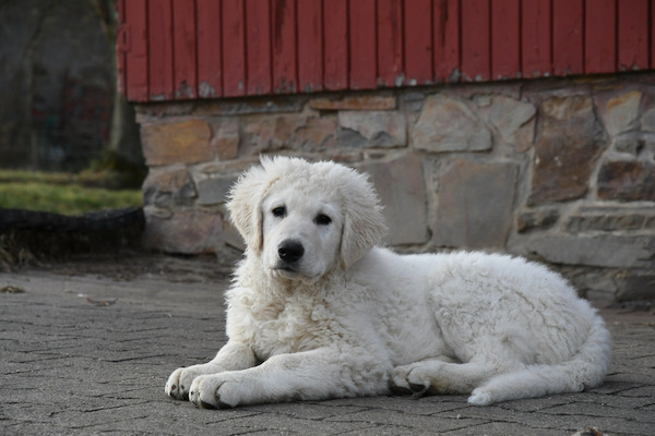 Kuvasz