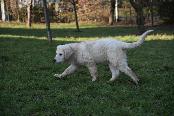 Kuvasz