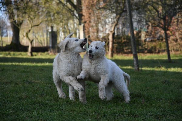 Kuvasz