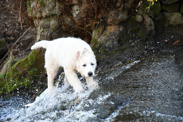 Kuvasz