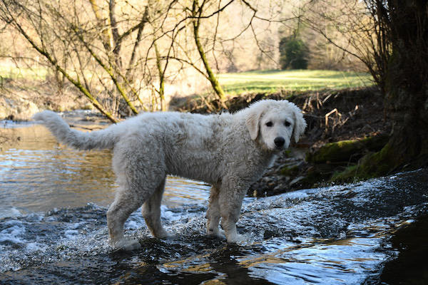 Kuvasz