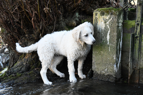 Kuvasz