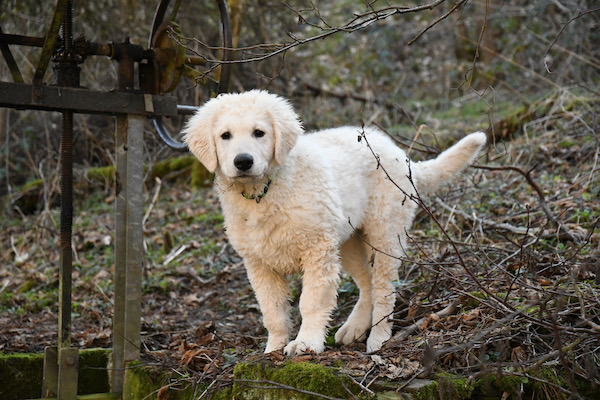 Kuvasz