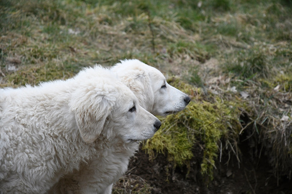 Kuvasz