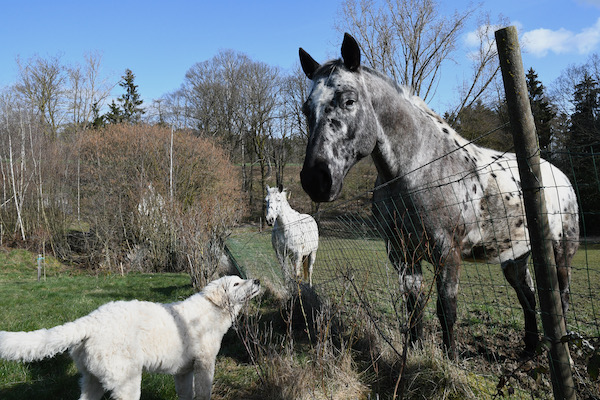 Kuvasz