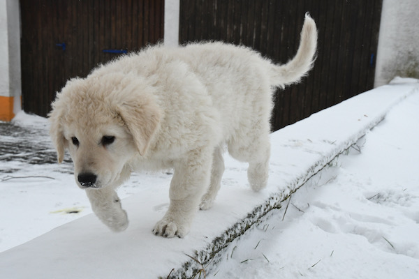 Kuvasz