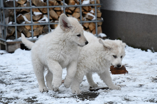 Kuvasz