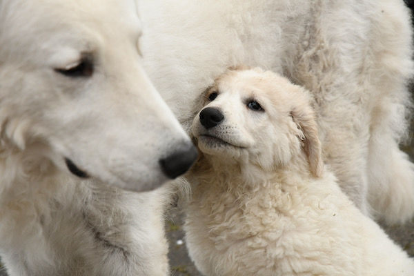 Kuvasz