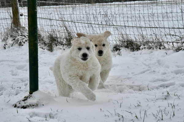 Kuvasz