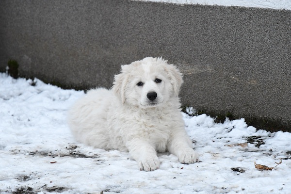 Kuvasz