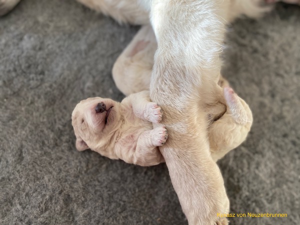 Kuvasz