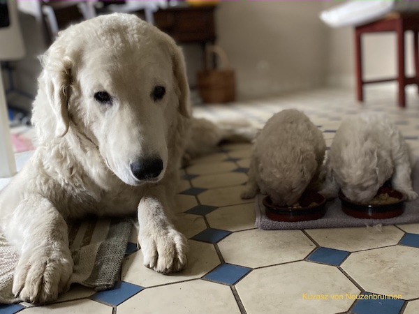 Kuvasz