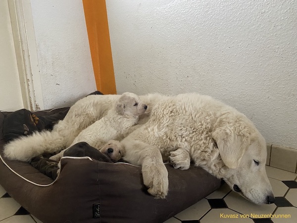 Kuvasz