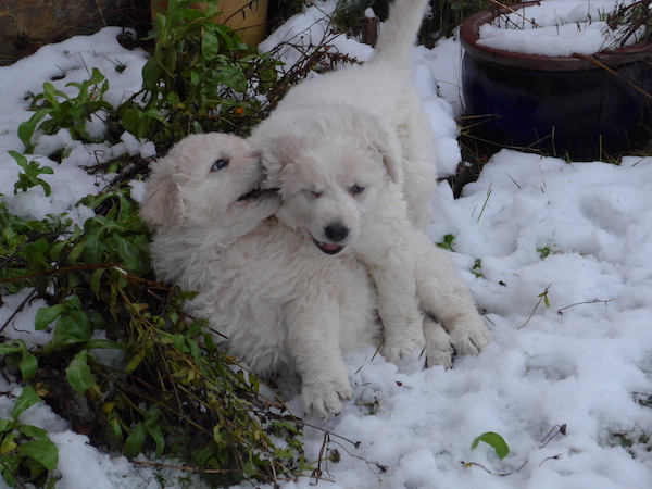 Kuvasz