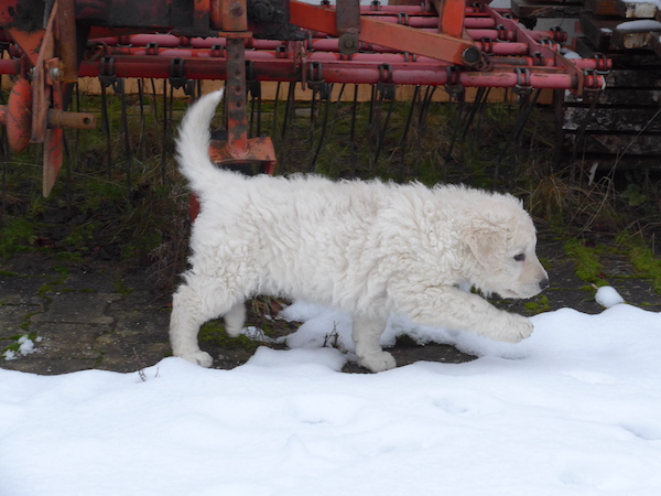 Kuvasz