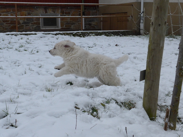 Kuvasz