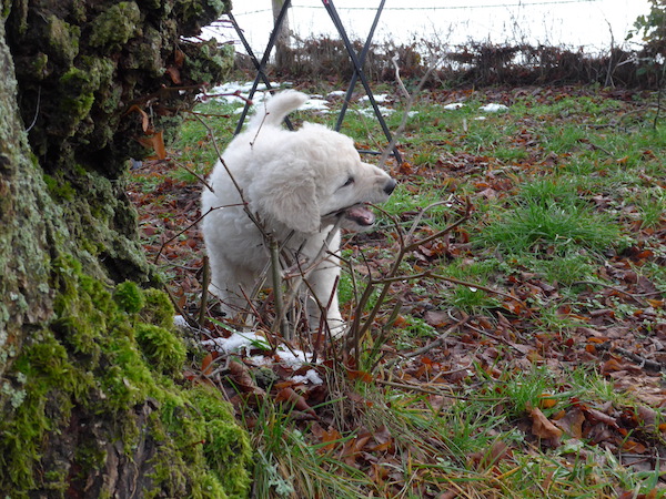 Kuvasz