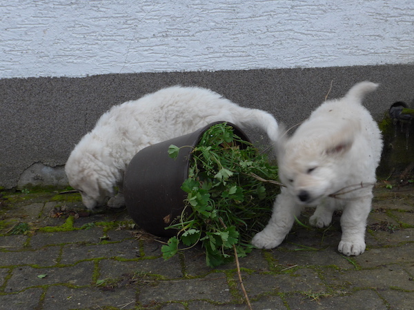 Kuvasz