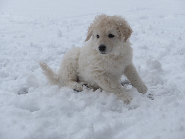 Kuvasz