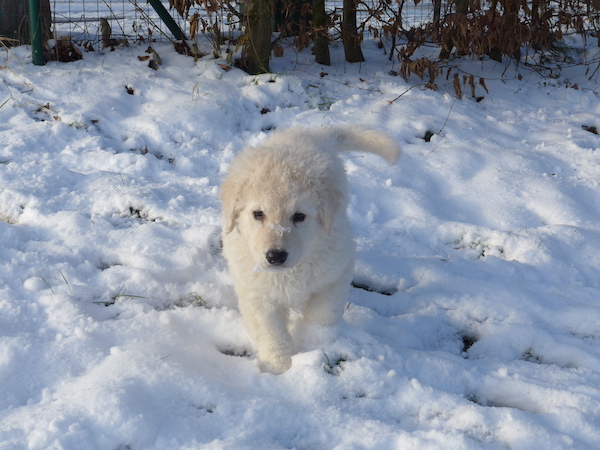 Kuvasz