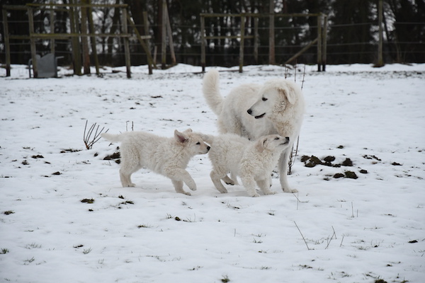 Kuvasz