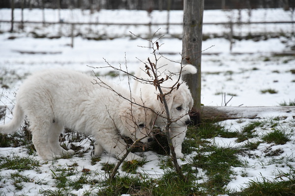 Kuvasz